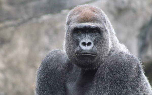 Kong API Platform for Multi-Cloud and Hybrid Organizations