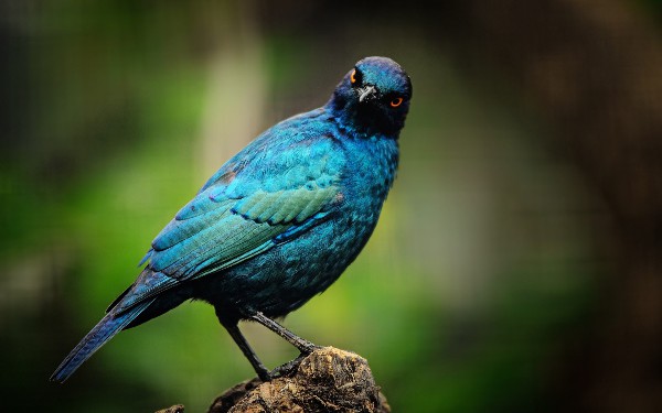 Introducing StarlingX 3.0 For Edge Computing and IoT