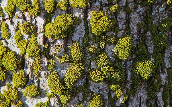 Steadily Serving the Web for 12 Years, Liam Crilly From NGINX