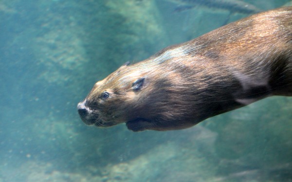 Ready for Bionic Beaver? What's New in Ubuntu 18.04