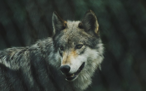 Computational Knowledge With Stephen Wolfram